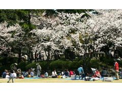 清洲公園の桜の写真1