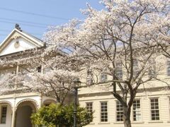 博物館 明治村の桜の写真1