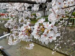 北白川疏水桜並木の写真1