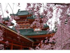 平安神宮　観桜茶会の写真1