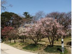 高岡古城公園の梅林の写真1