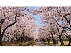 宮野山桜まつりの写真1