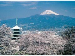 香貫山の桜の写真1