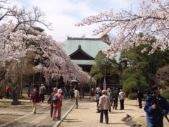 東漸寺のしだれ桜の写真1