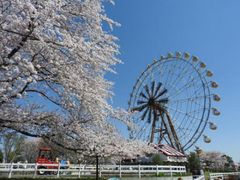 春満開！サクラ色に染まる東武動物公園の写真1