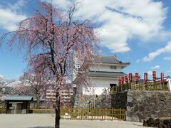 舞鶴城公園の桜の写真1