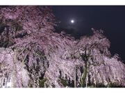 宇治市植物公園　しだれ桜夜間無料公開の写真1
