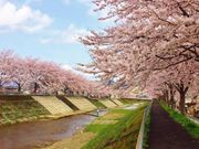与保呂川の千本桜の写真1