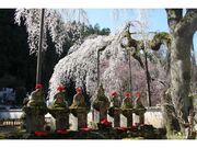 清雲寺のしだれ桜の写真1