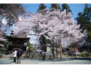 恵林寺の桜の写真1