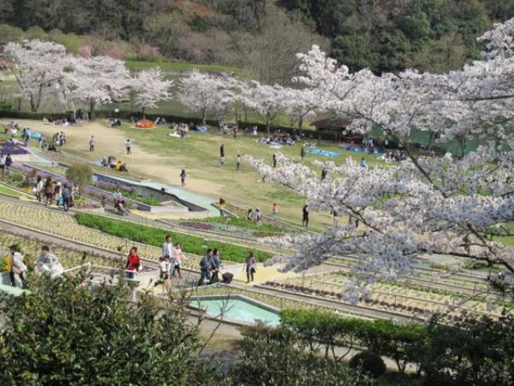 和歌山県植物公園緑花センター コスモスの見頃周辺のイベントランキング じゃらんnet