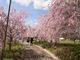 たけべの森公園の桜の写真2