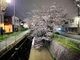 北白川疏水桜並木の写真2