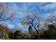 箱根強羅公園の桜の写真2