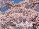 東漸寺のしだれ桜の写真2