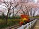 春満開！サクラ色に染まる東武動物公園の写真2