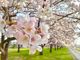 こだま千本桜の写真3