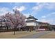 舞鶴城公園の桜の写真3