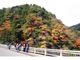 付知峡の紅葉の写真2