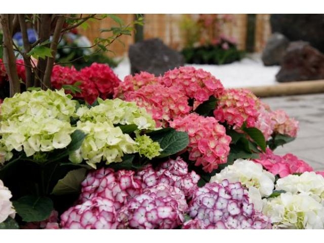 【フラワーパークかごしま スプリングフェスティバル】アクセス・イベント情報