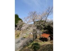岩井畝の大桜の写真1