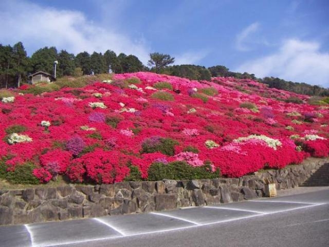 長串山公園のつつじ アクセス イベント情報 じゃらんnet