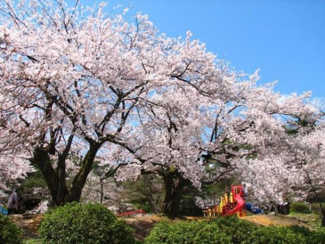 村松公園桜まつり アクセス イベント情報 じゃらんnet