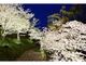香川県立桃陵公園の桜の写真2