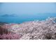 紫雲出山の桜の写真2