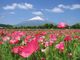 山中湖　花の都公園　ネモフィラの開花の写真2