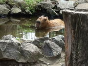 ぴおさんの宮崎市フェニックス自然動物園への投稿写真1