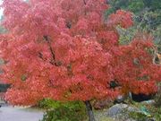 鶴亀松竹梅扇さんのるり渓の紅葉への投稿写真1