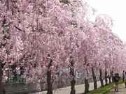 セインさんの日中線しだれ桜並木への投稿写真1