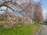 トシローさんの元荒川の桜並木への投稿写真1