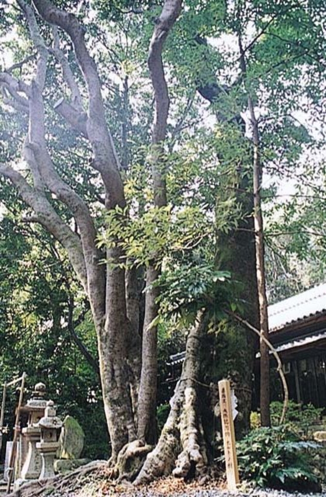 切目王子神社のホルトの木