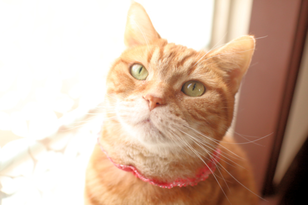 じゃれねこ『3月☆16 ぶどう』 じゃれねこ『3月☆16 ぶどう』 【公式通販】