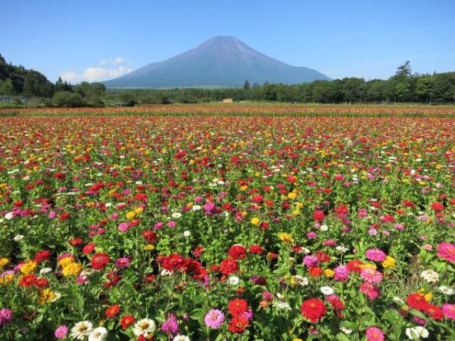 山中湖 花の都公園 百日草 ヒマワリの開花 アクセス イベント情報 じゃらんnet