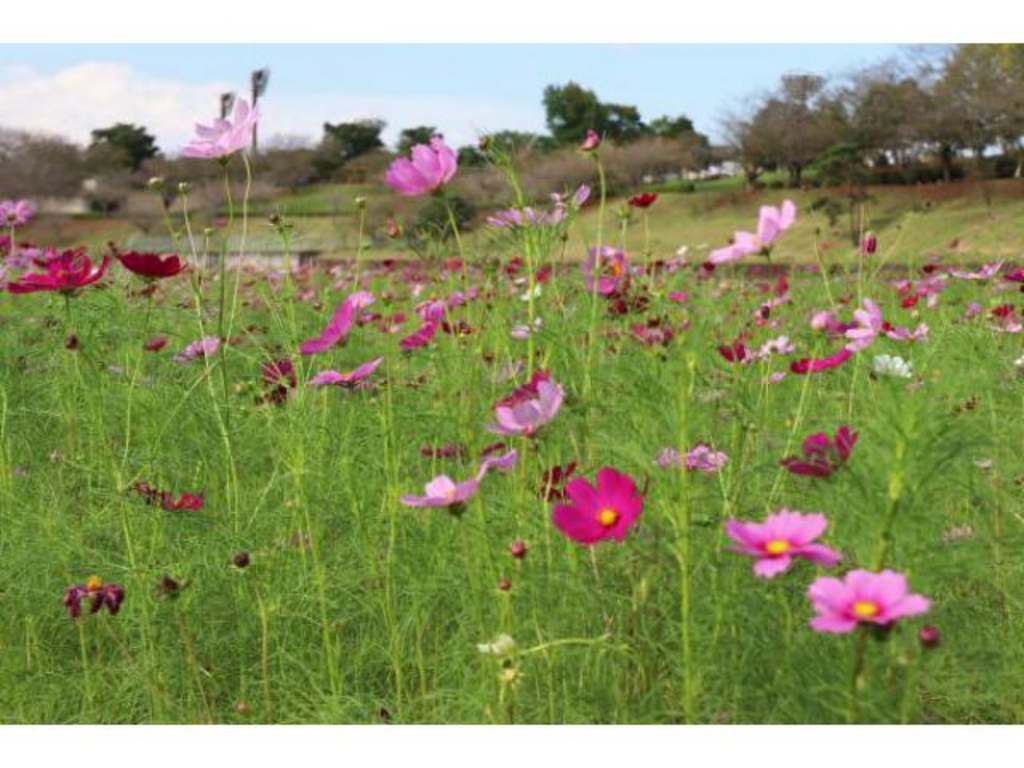 希望ヶ丘花の香る里のコスモス畑 アクセス イベント情報 じゃらんnet