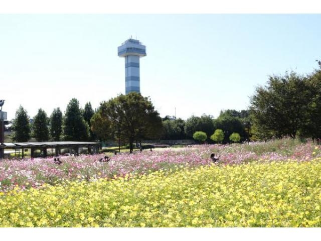 木曽三川公園センター キバナコスモス アクセス イベント情報 じゃらんnet