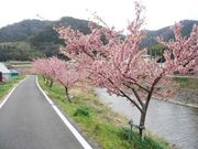 保田川の頼朝桜の写真1