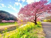 みなみの桜と菜の花まつりの写真1