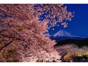 絶景★富士山　まるごと岩本山の写真1
