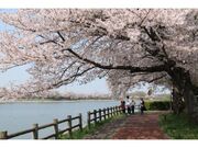 砂沼広域公園・観桜苑の桜の写真1