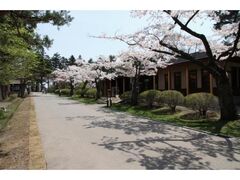 見晴公園　桜開花の写真1