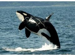 知床ネイチャークルーズ　イルカ・クジラ＆バードウォッチングの写真1