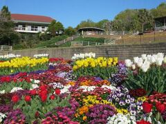 和歌山県植物公園緑花センターのチューリップの写真1
