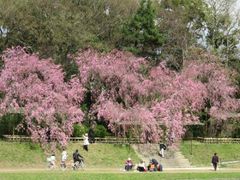 半木の道の桜の写真1