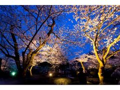 兼六園無料開園＆金沢城・兼六園観桜期ライトアップの写真1