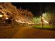 夜桜ライトアップ　函館公園の写真2