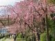 半木の道の桜の写真2
